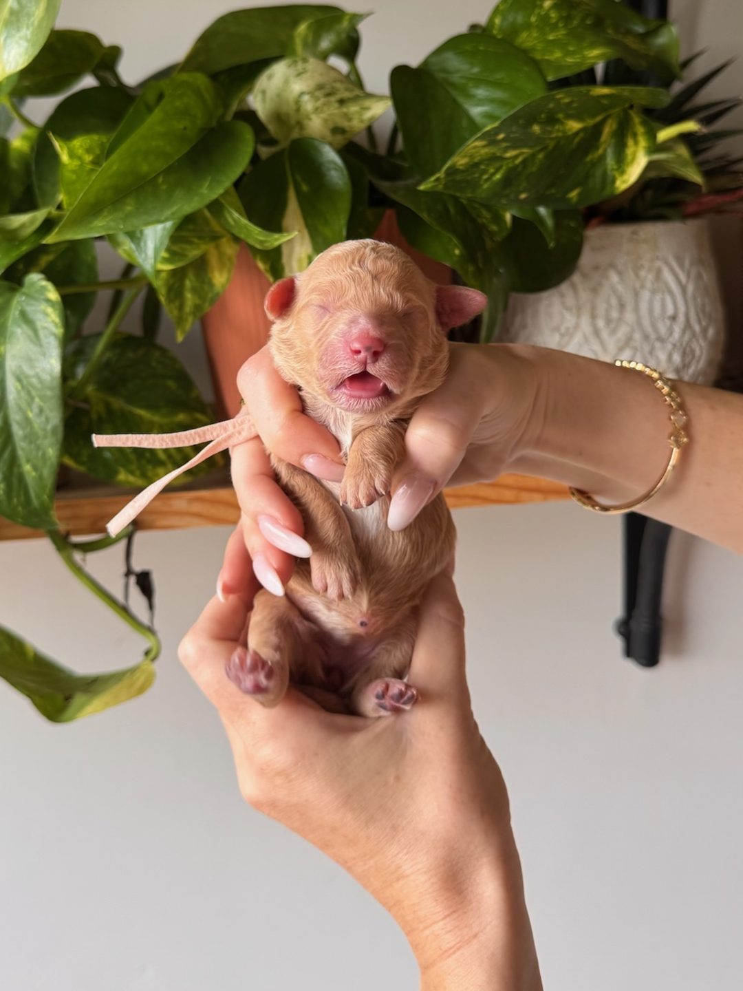 Peach 3 days old photo