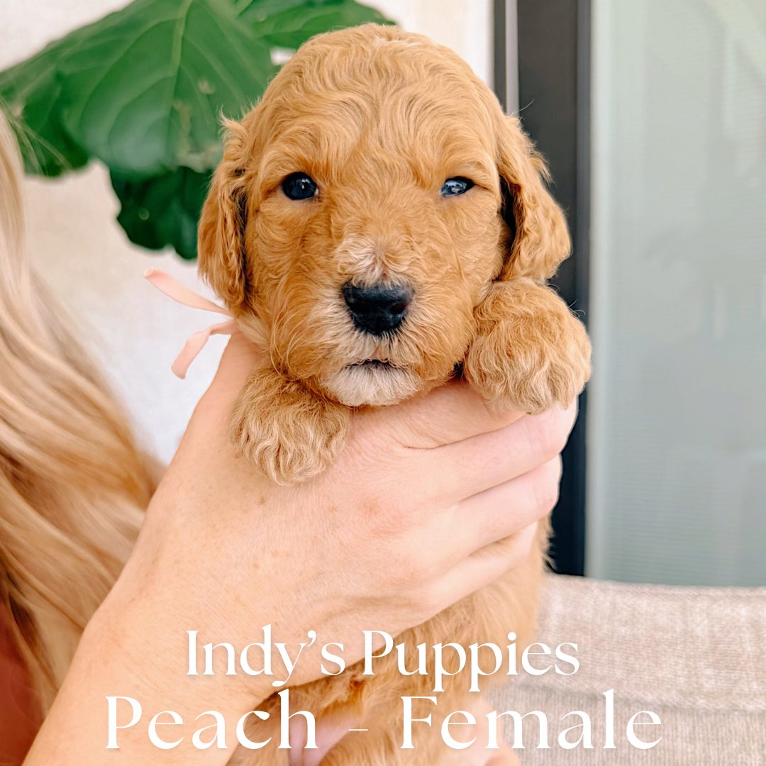 Peach 4 weeks old photo