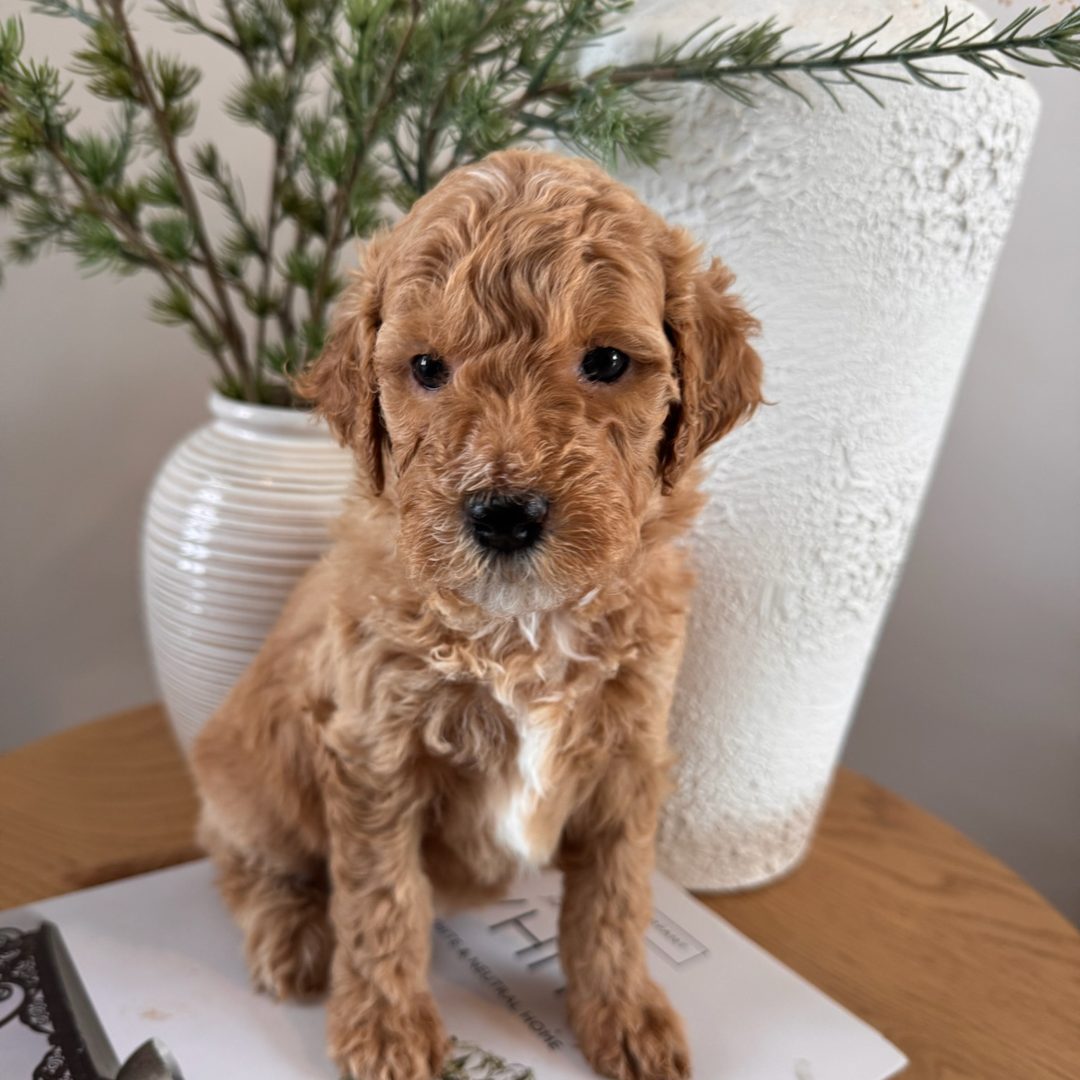 Indy's Peach - Female - Mini to Medium Goldendoodle Puppy