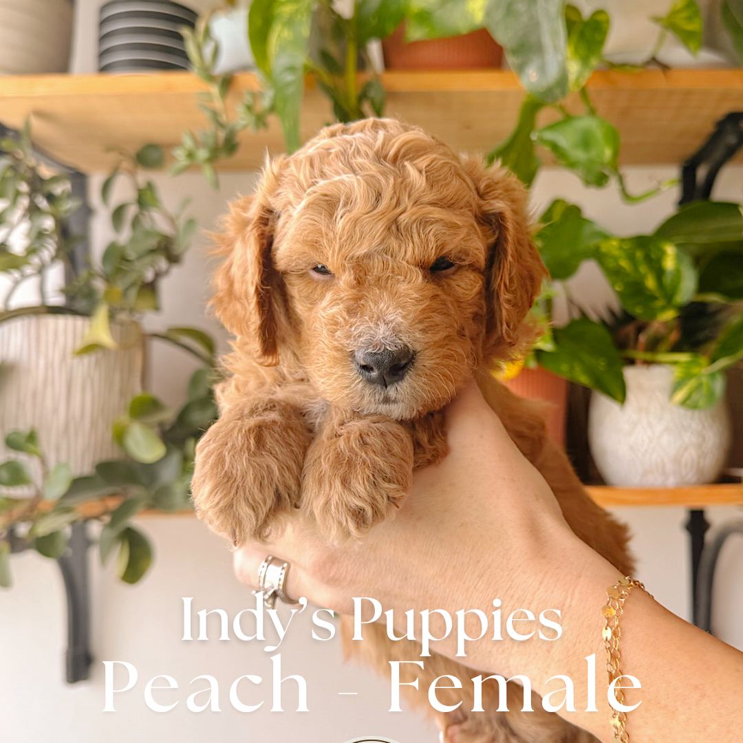 Peach 5 weeks old photo