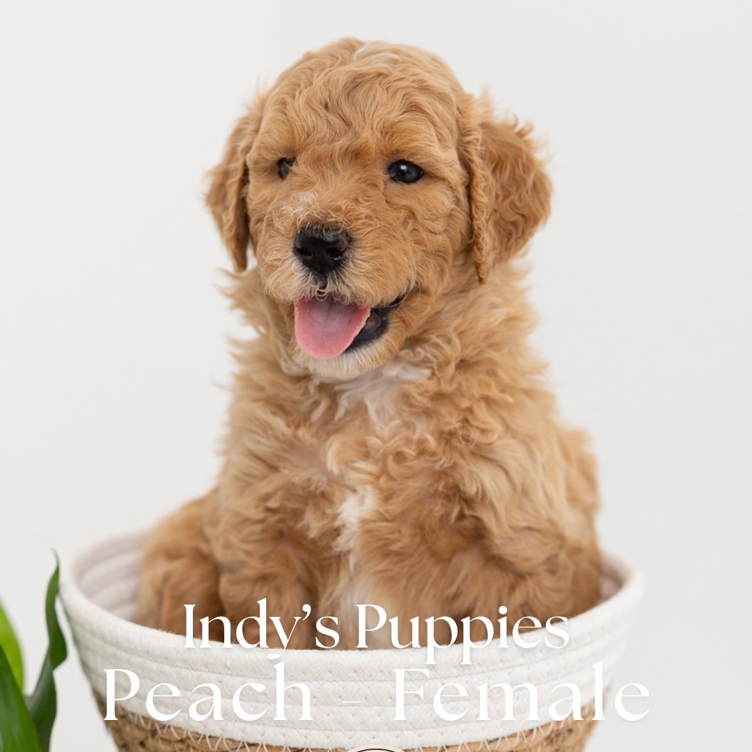 Indy's Peach - Female - Mini to Medium Goldendoodle Puppy