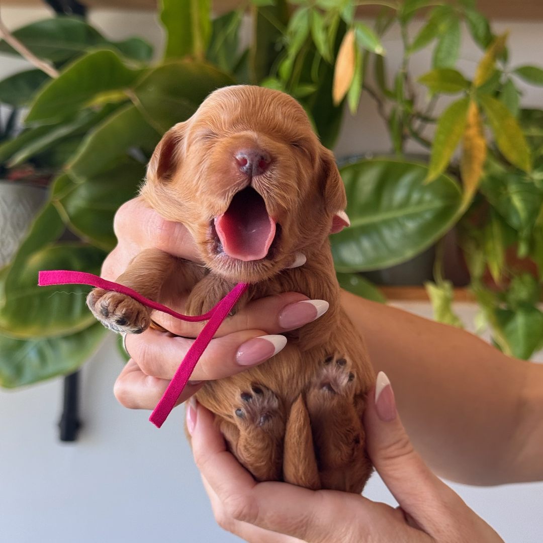 Pink 12 days old photo