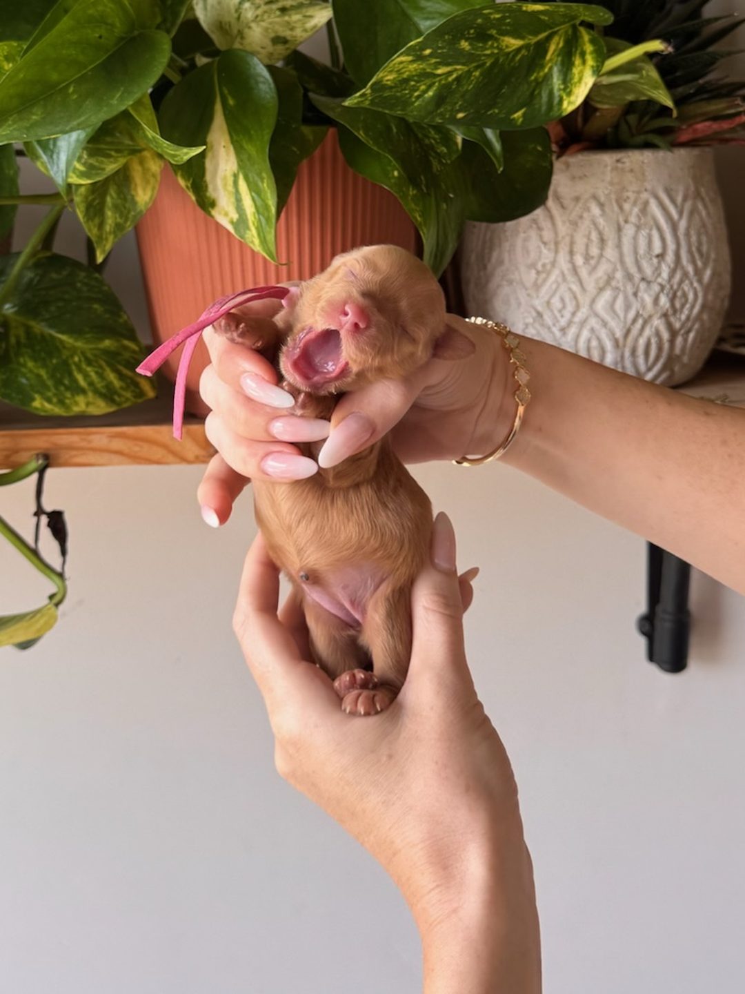 Pink 3 days old photo