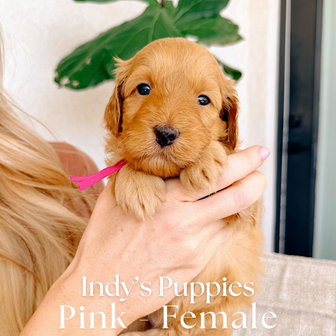 Pink 4 weeks old photo