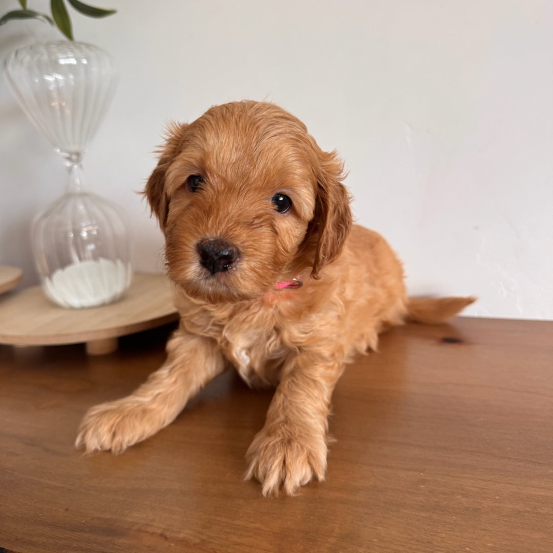 Indy's Pink - Female - Mini to Medium Goldendoodle Puppy