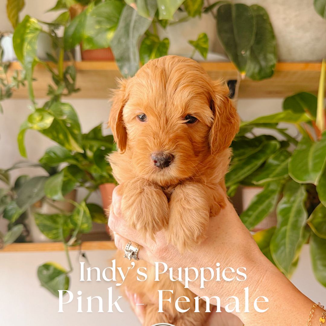 Pink 5 weeks old photo