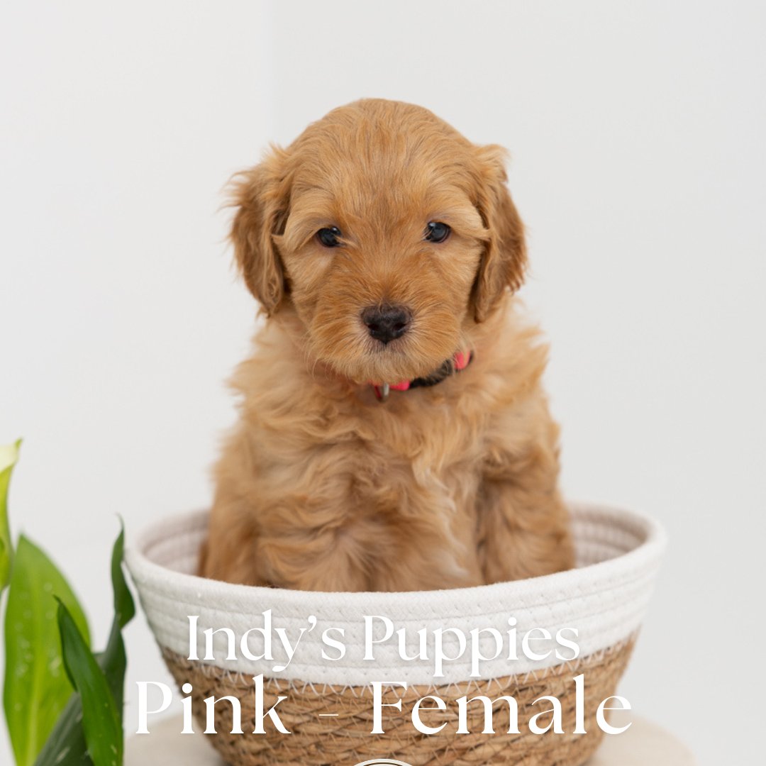 Indy's Pink - Female - Mini to Medium Goldendoodle Puppy