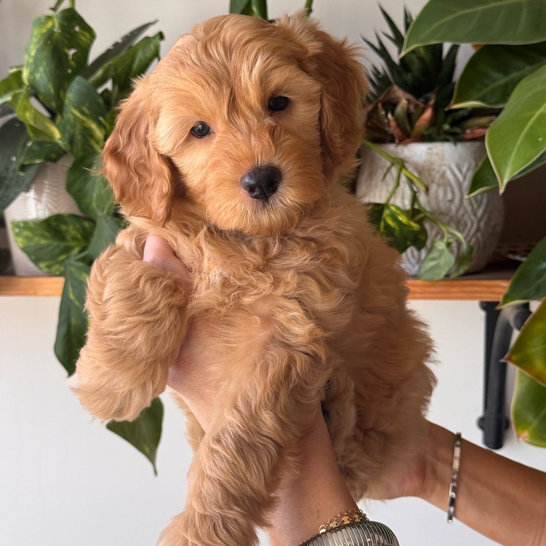Indy's Pink female