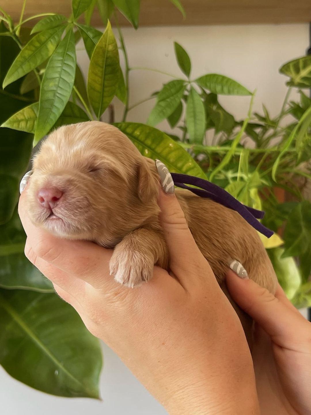 Purple 1 week old photo