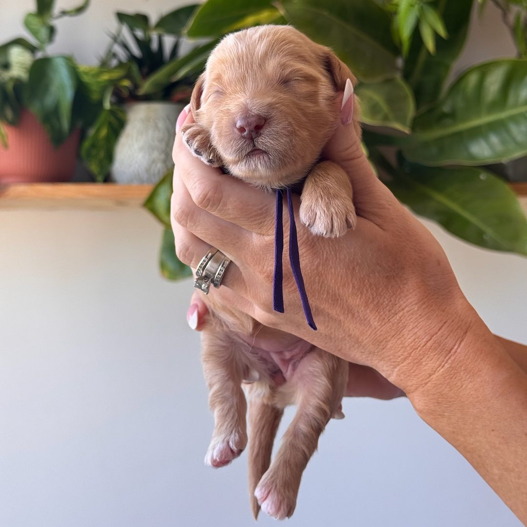 Purple 12 days old photo