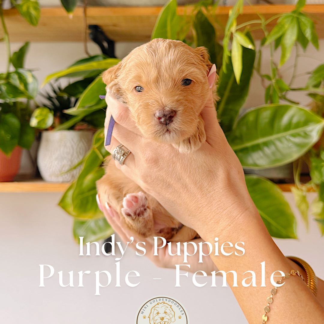 Purple 2.5 weeks old photo