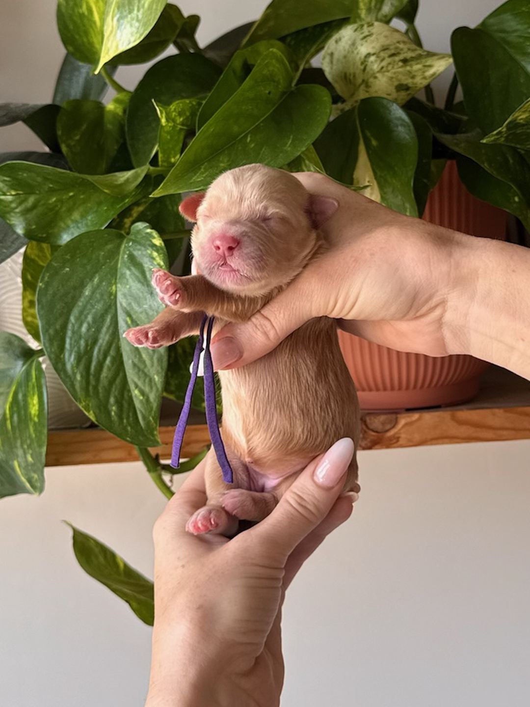 Purple 3 days old photo