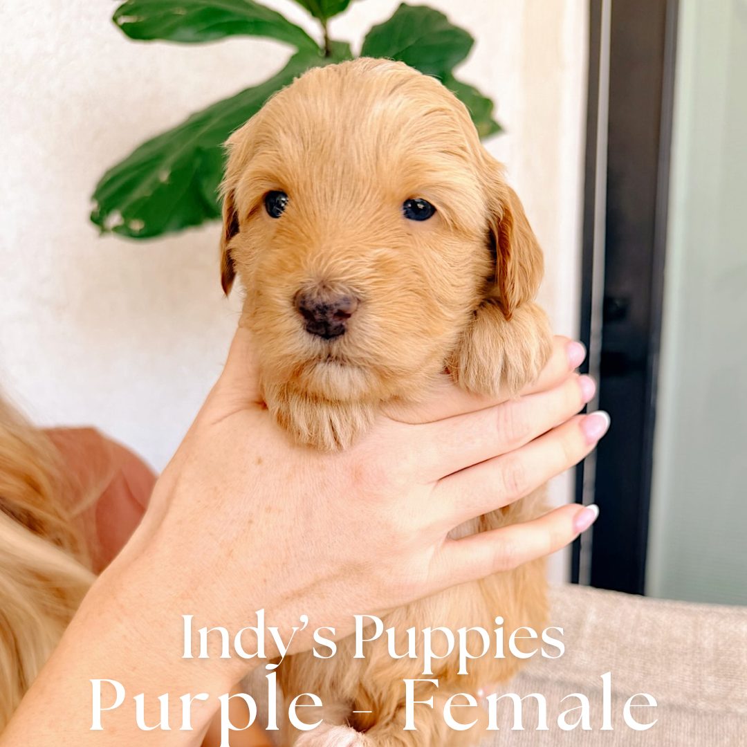Purple 4 weeks old photo