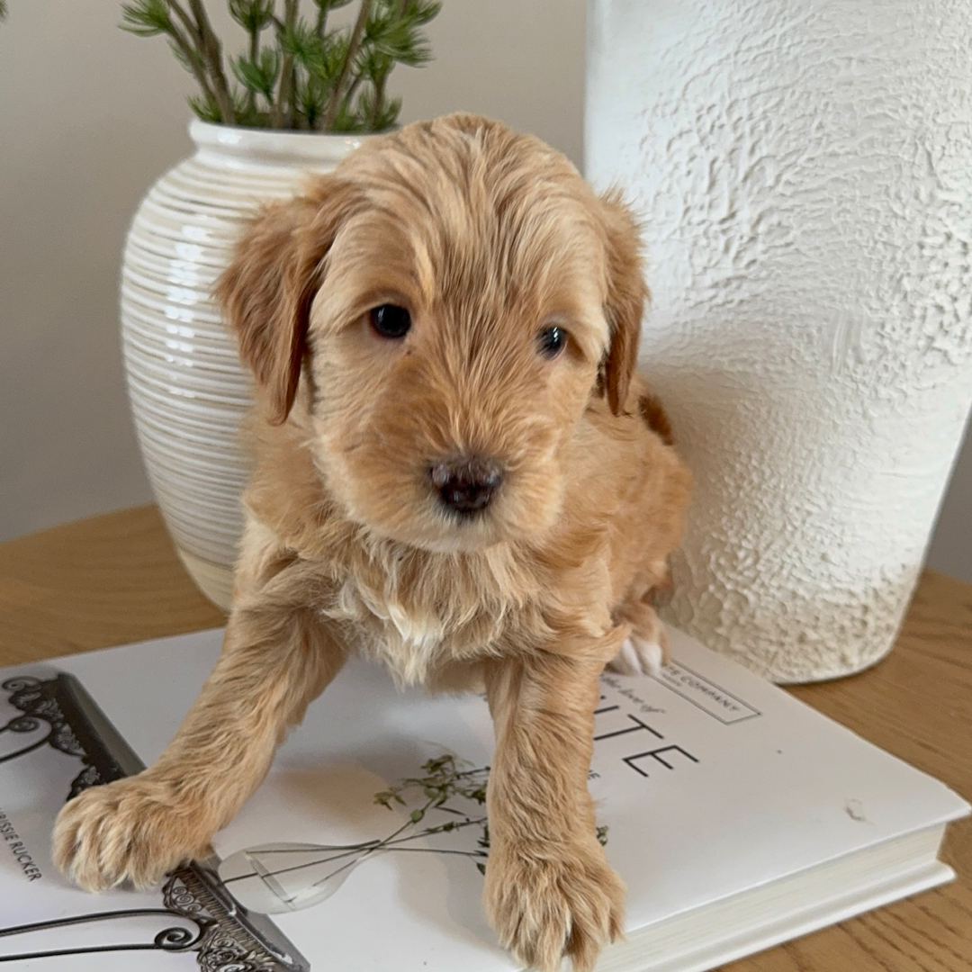 Indy's Purple - Female - Mini to Medium Goldendoodle Puppy