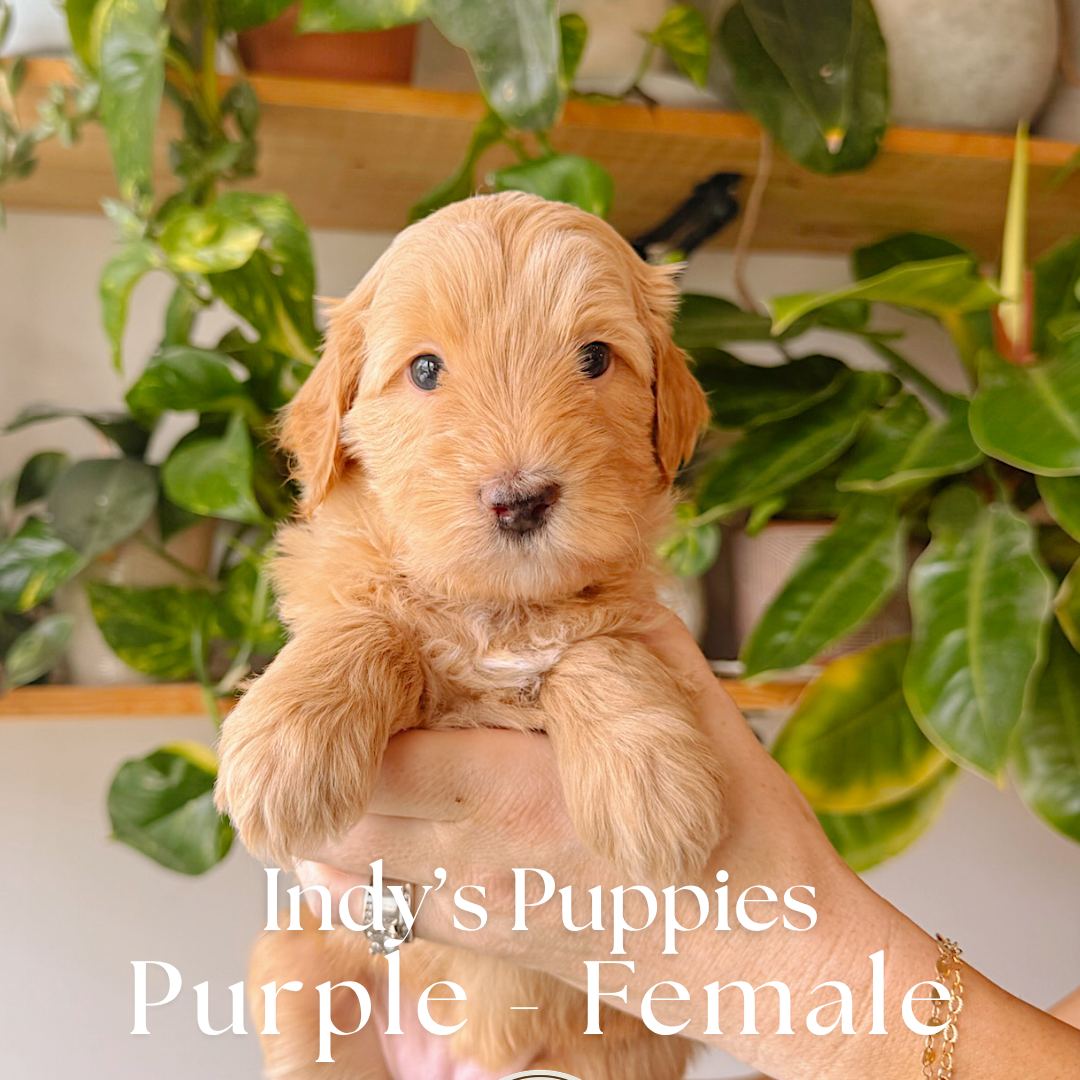 Purple 5 weeks old photo