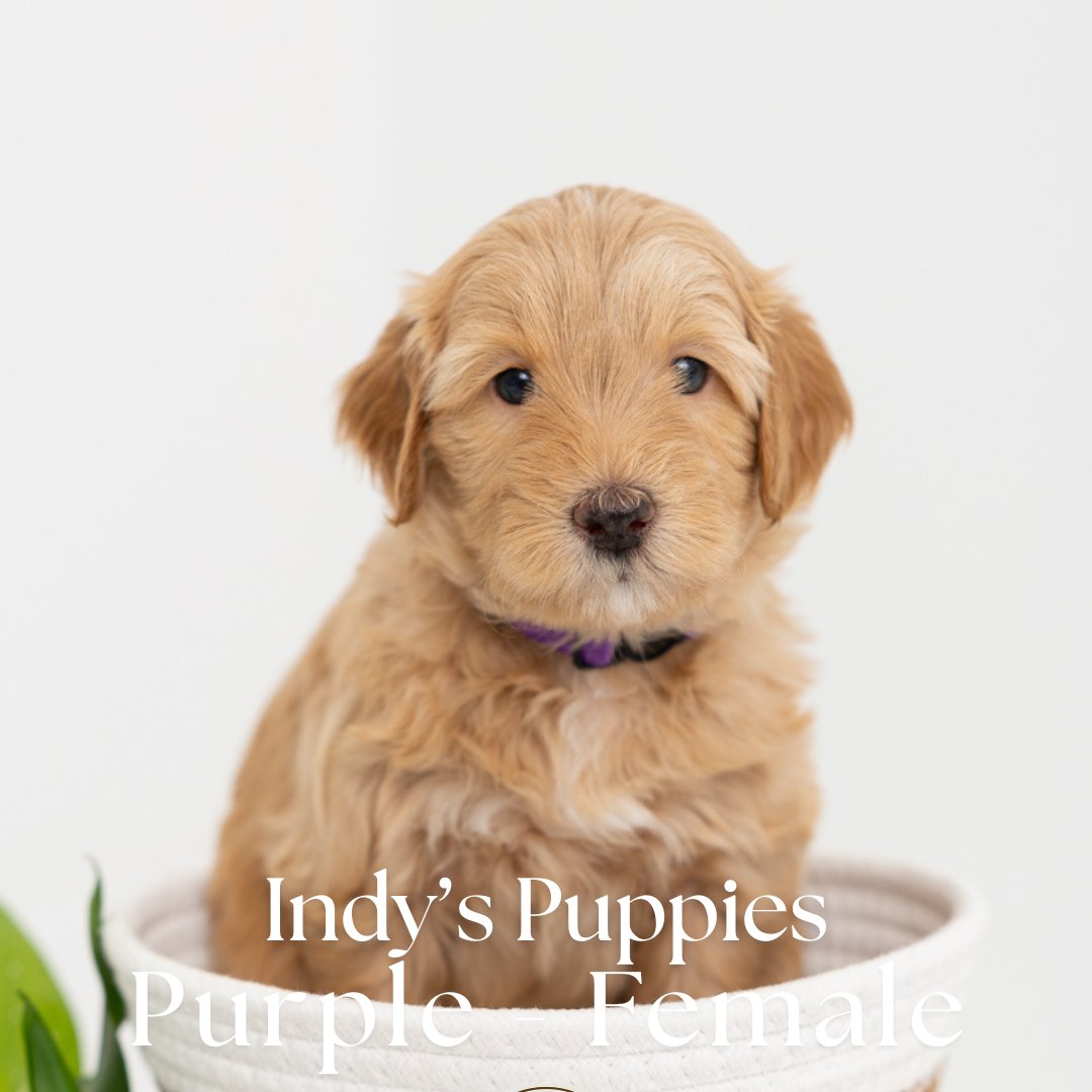 Indy's Purple - Female - Mini to Medium Goldendoodle Puppy
