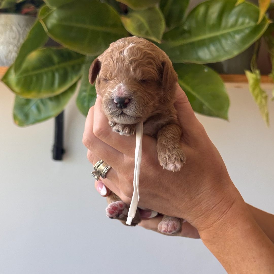 White 12 days old photo