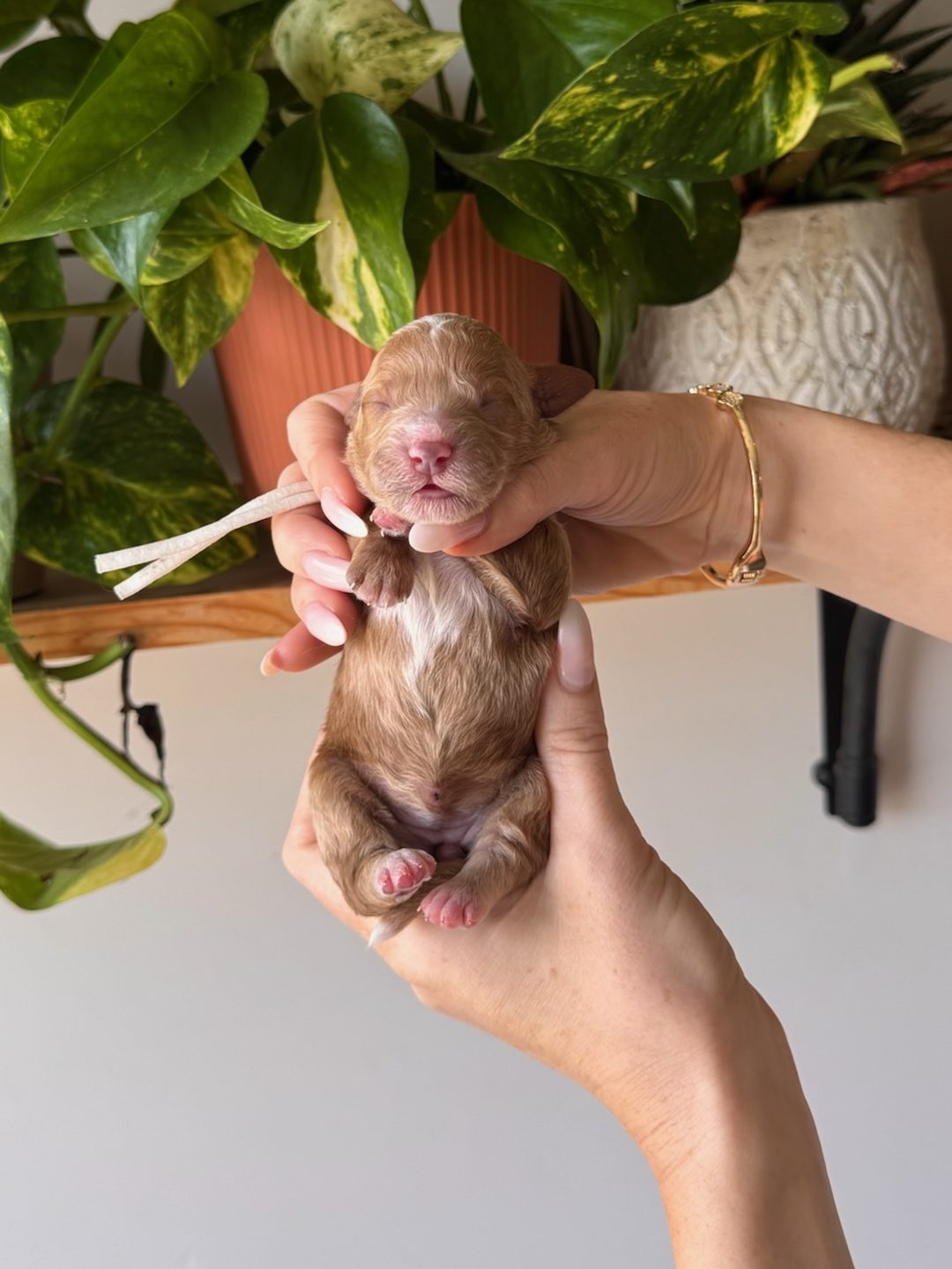 White 3 days old photo