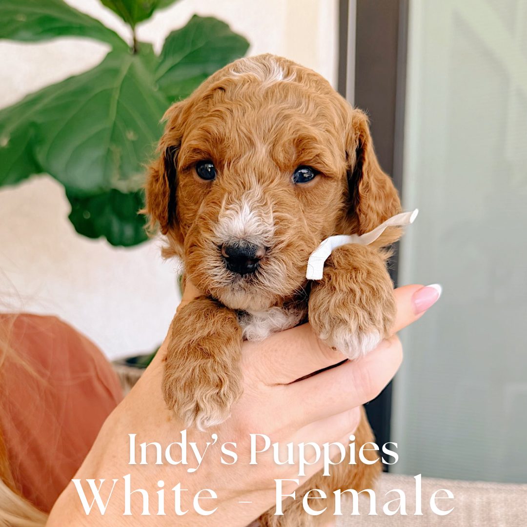 White 4 weeks old photo