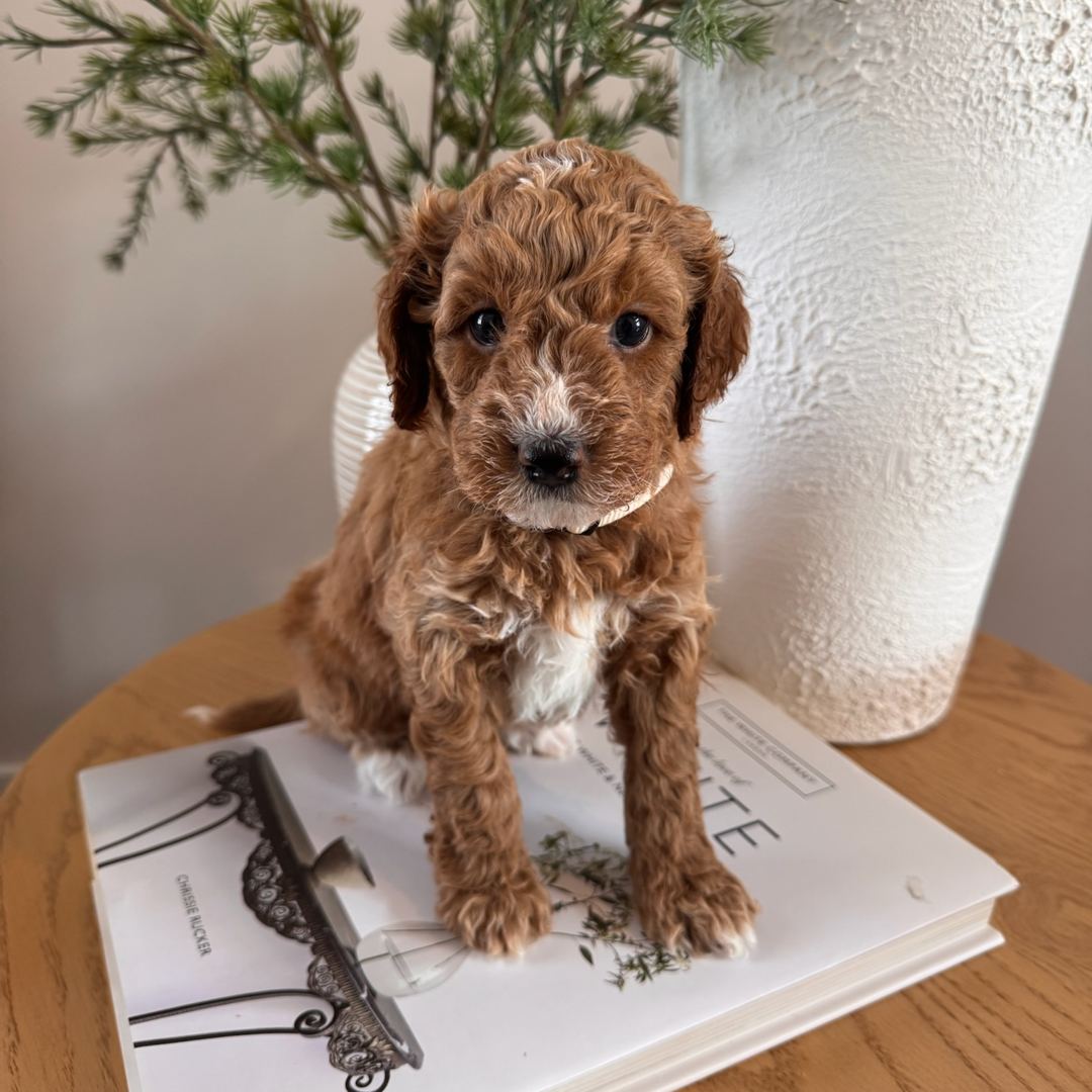Indy's White - Female - Mini to Medium Goldendoodle Puppy