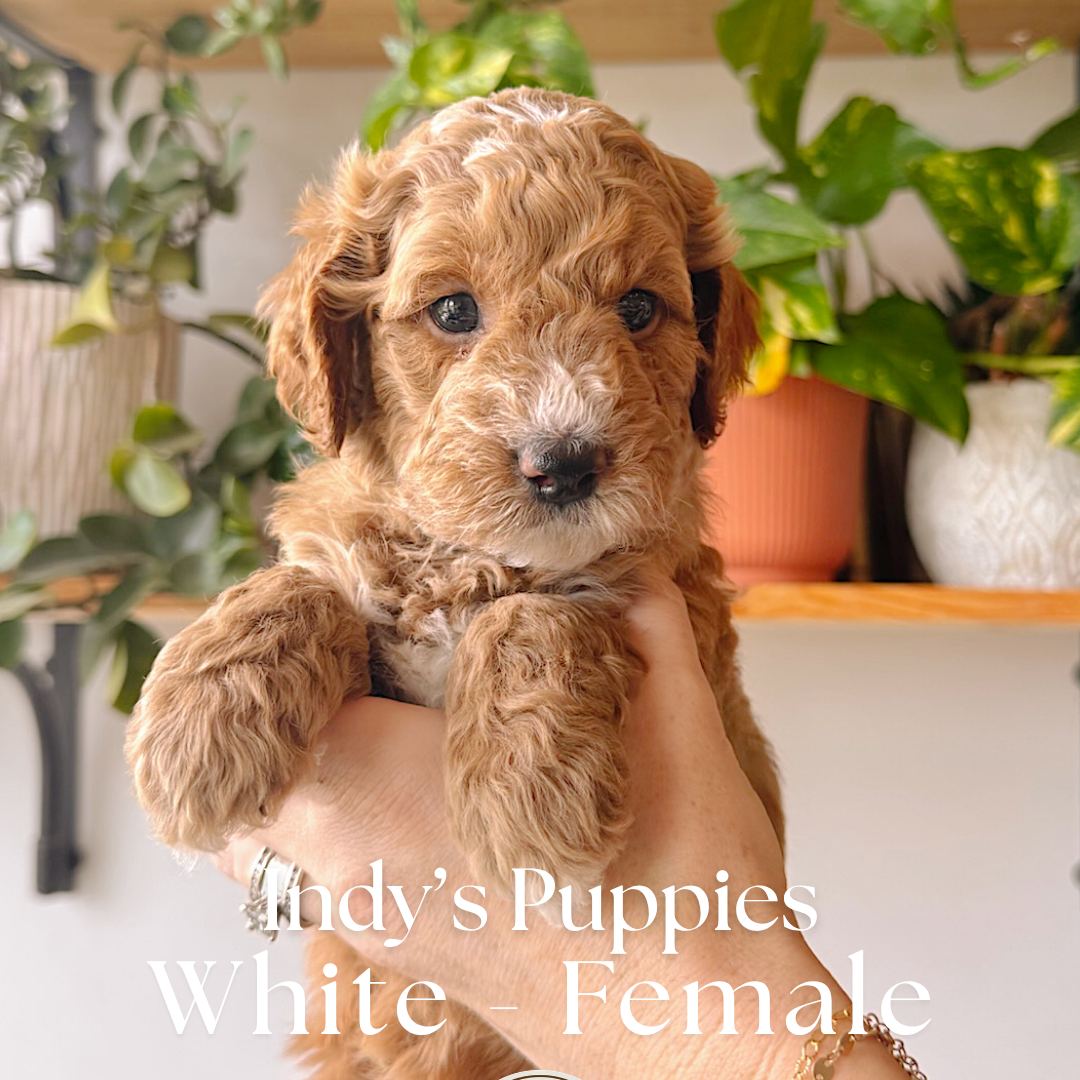 White 5 weeks old photo