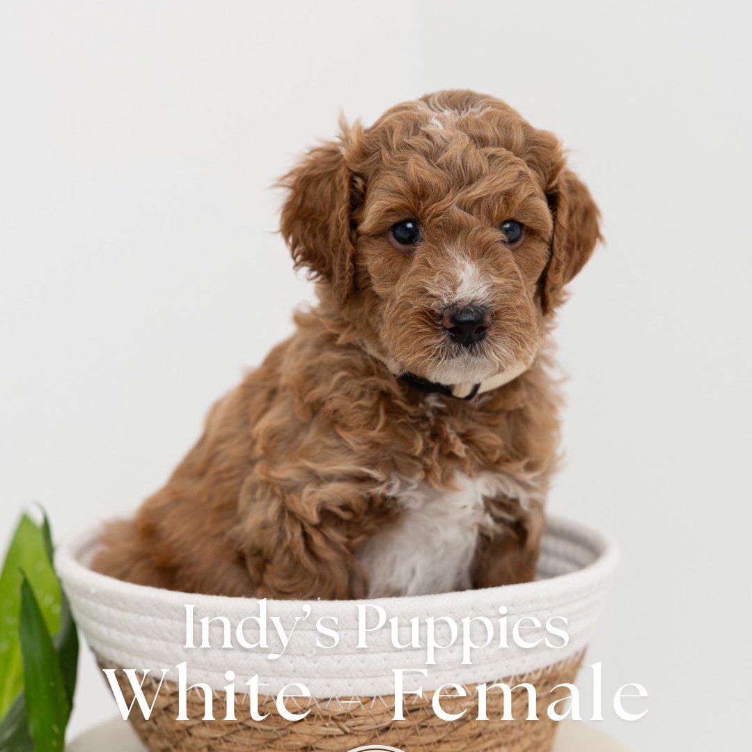 Indy's White - Female - Mini to Medium Goldendoodle Puppy