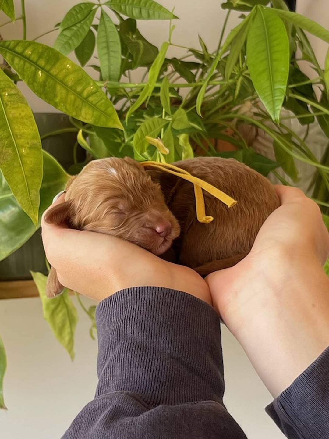 Yellow 1 week old photo