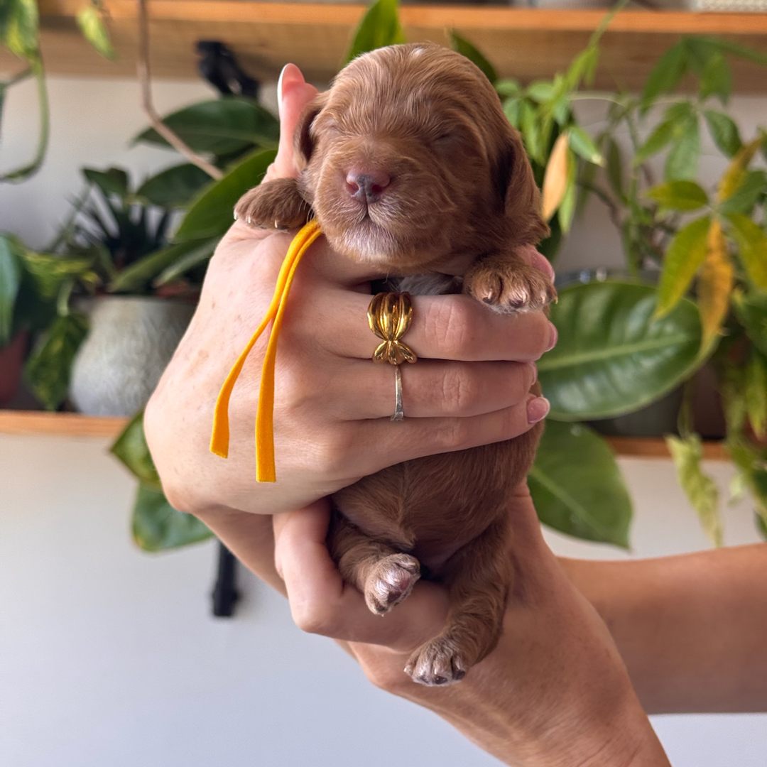 Yellow 12 days old photo