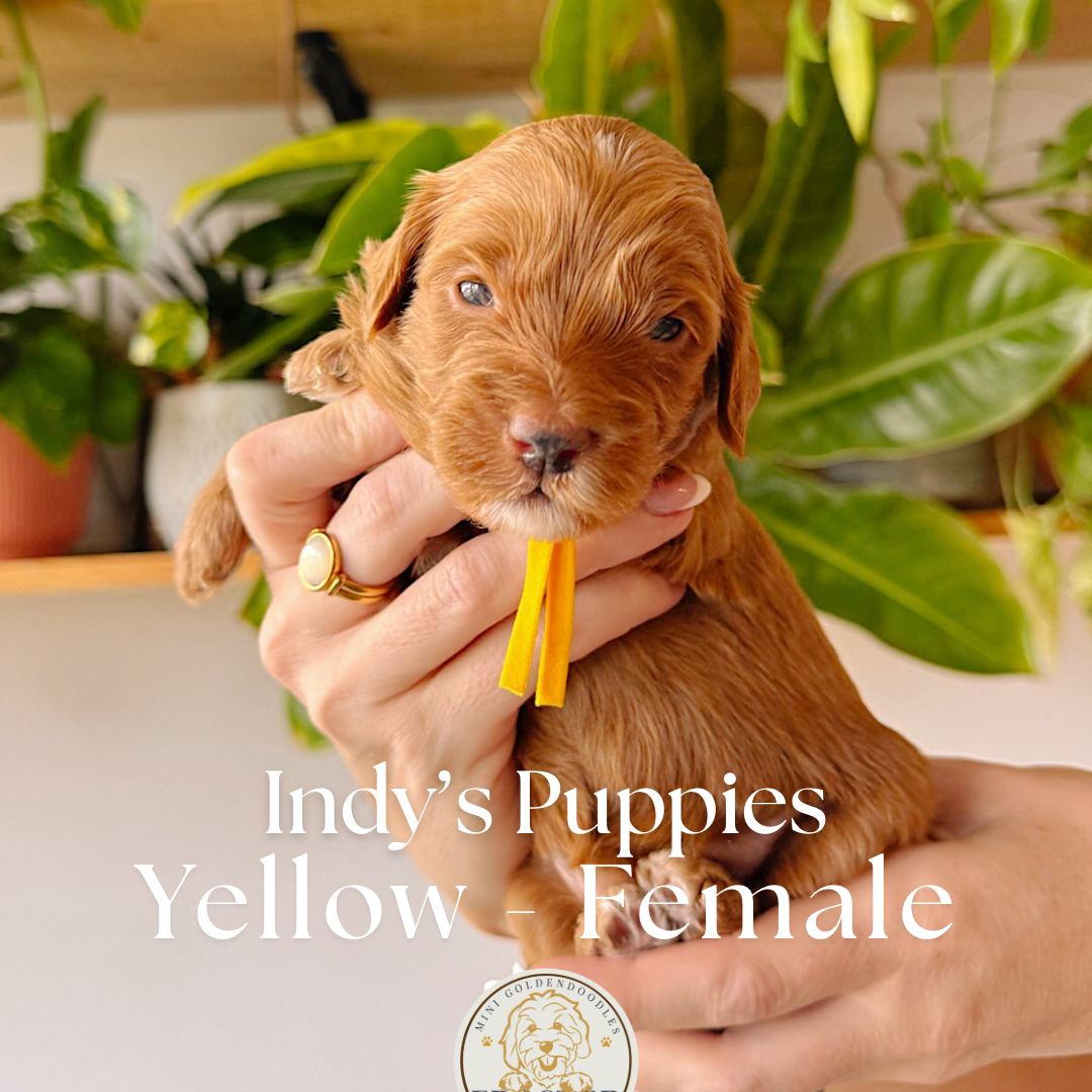 Yellow 2.5 weeks old photo