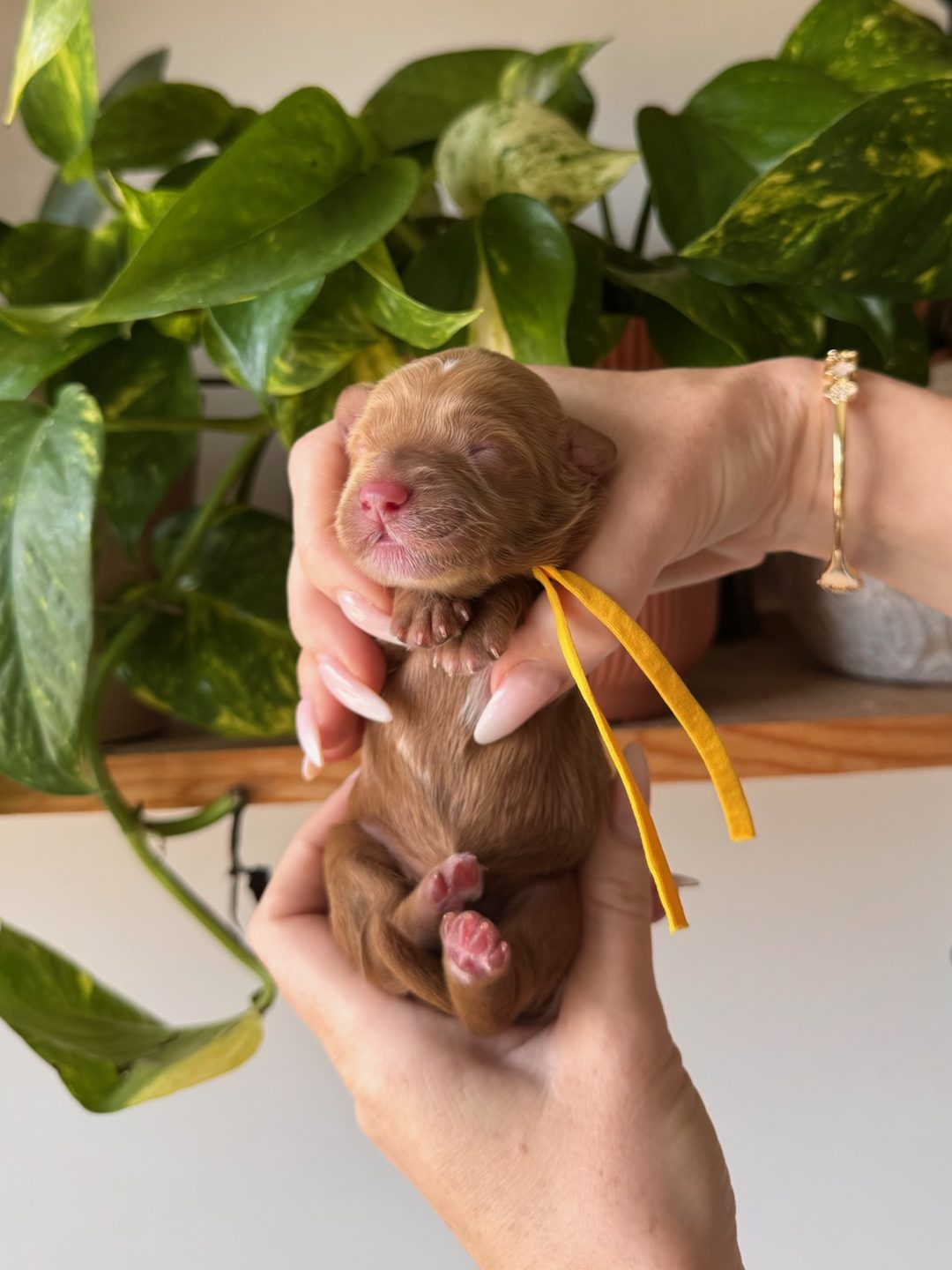 Yellow 3 days old photo