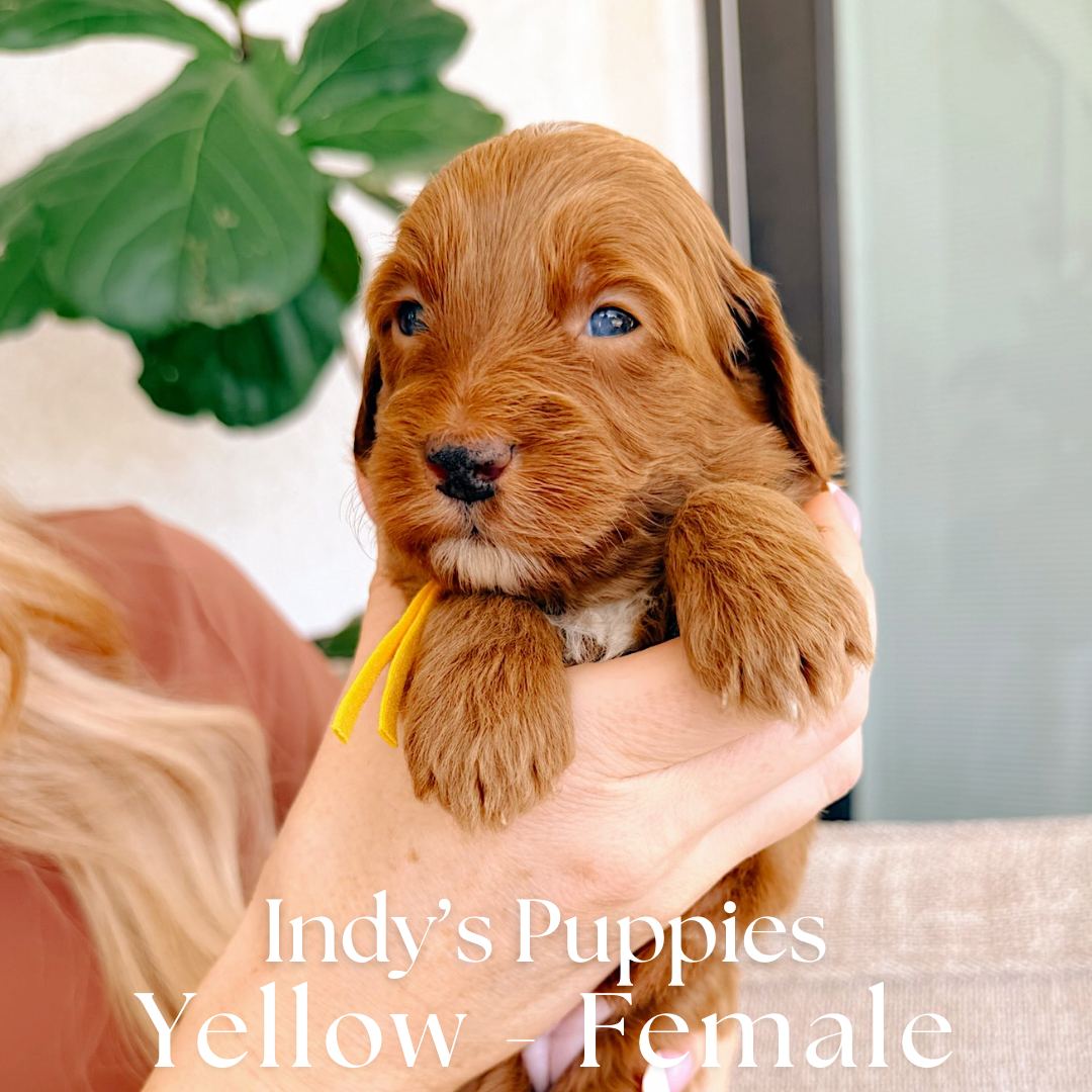 Yellow 4 weeks old photo