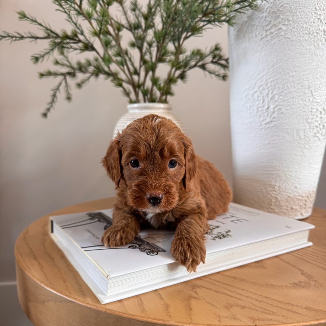 Indy's Yellow - Female - Mini to Medium Goldendoodle Puppy