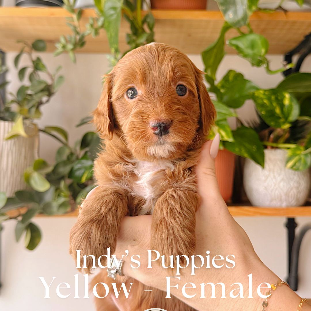 Yellow 5 weeks old photo