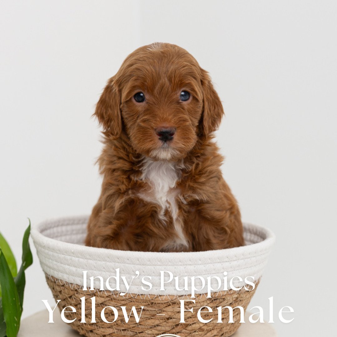 Indy's Yellow - Female - Mini to Medium Goldendoodle Puppy