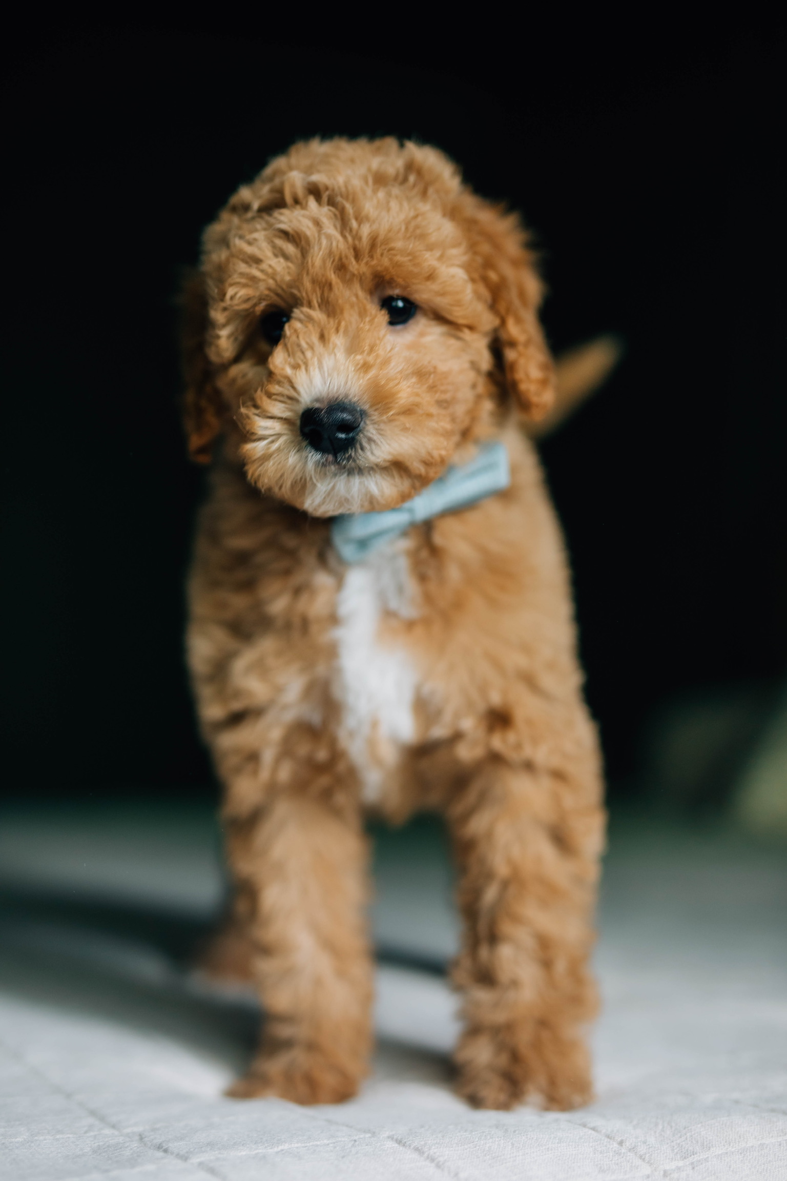 Rainey's Green - Male #2 - F1bb Mini Goldendoodle Puppy
