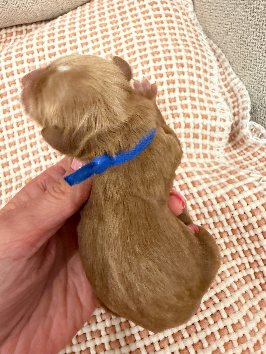 Blue newborn photo