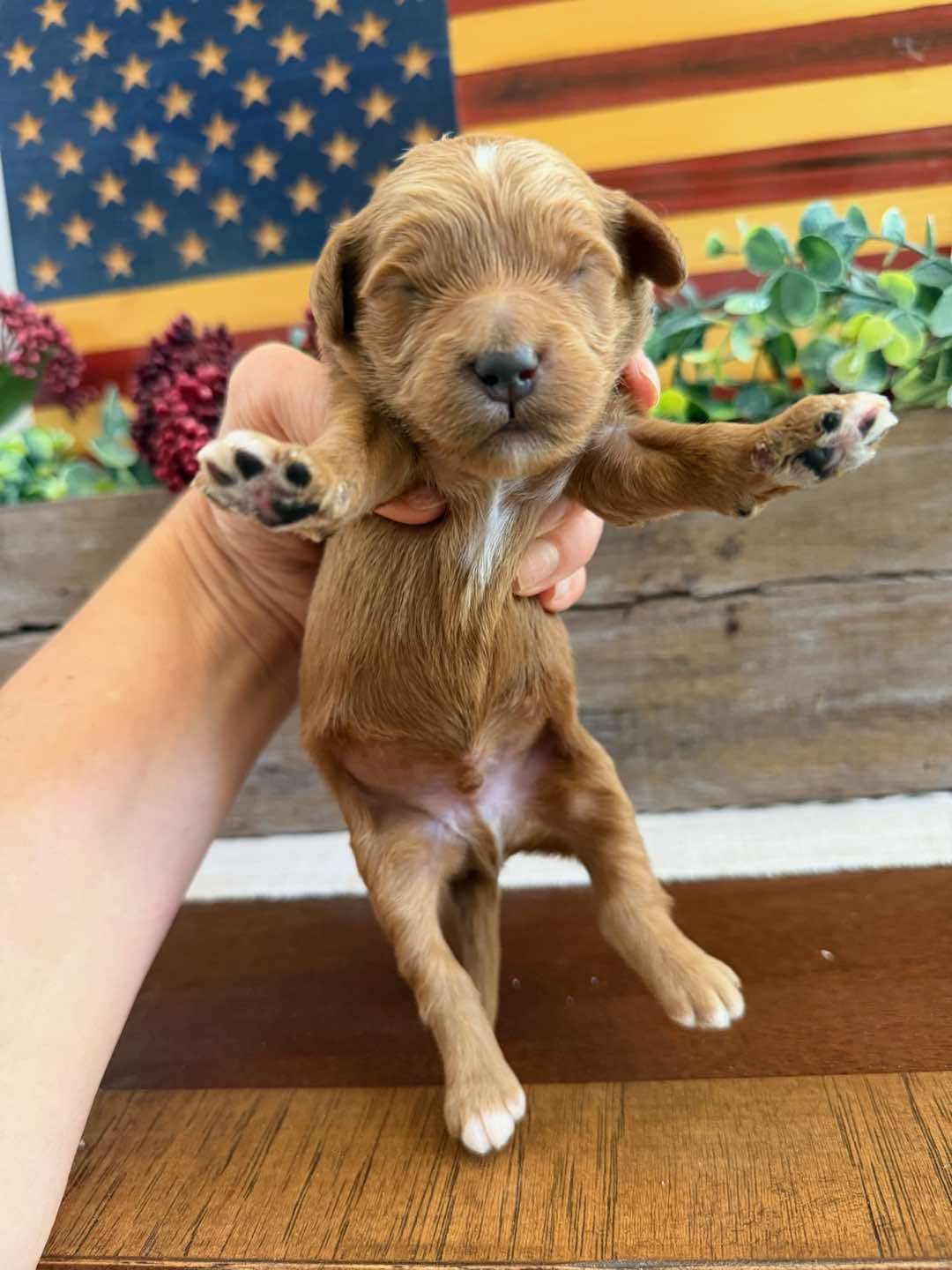 Blue 1 week old photo