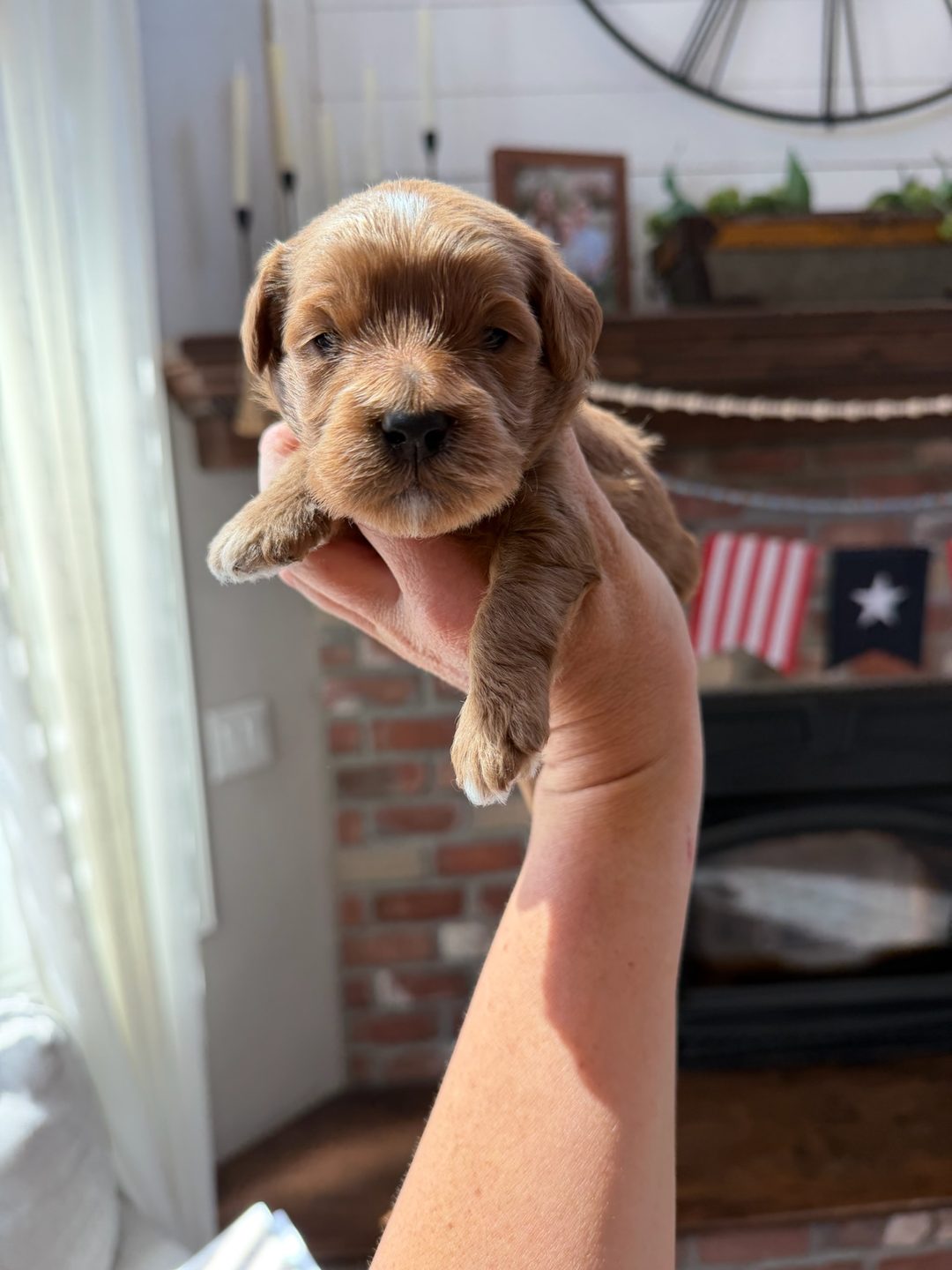 Reese's Blue - Male - Mini Goldendoodle Puppy
