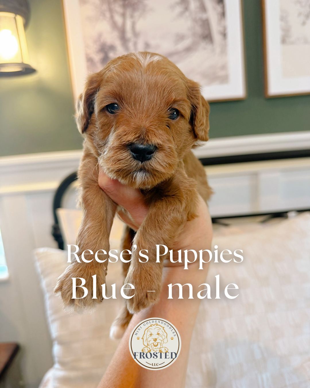 Reese's Blue - Male - Mini Goldendoodle Puppy
