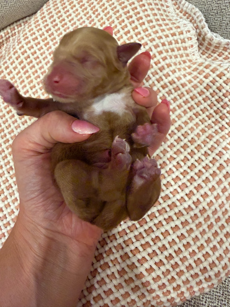 Gray newborn photo