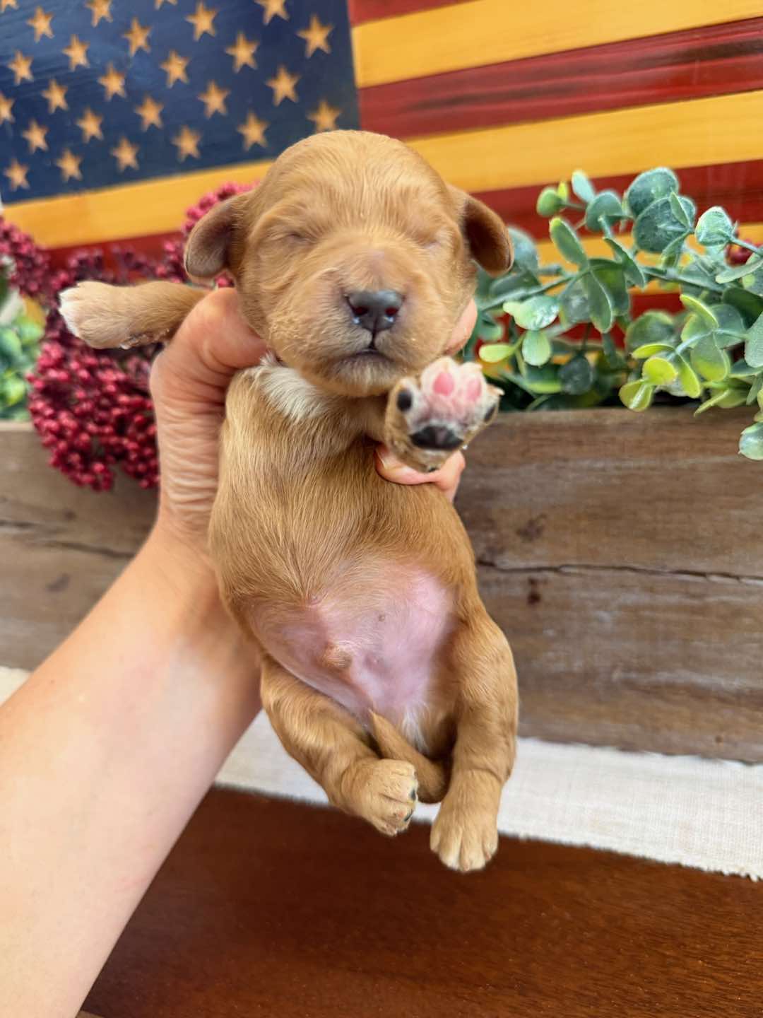Gray 1 week old photo