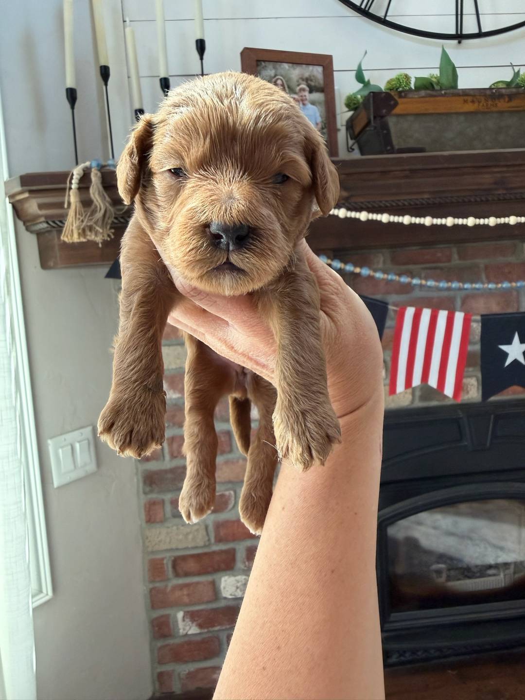 Reese's Gray - Male - Mini Goldendoodle Puppy