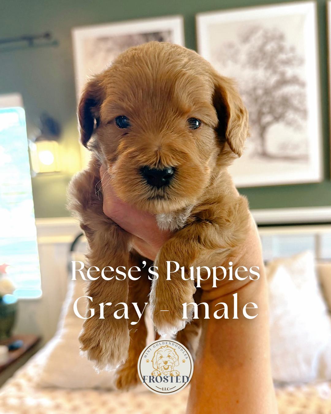 Reese's Gray - Male - Mini Goldendoodle Puppy