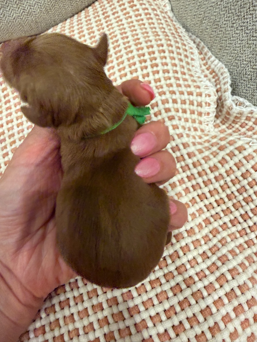 Green newborn photo