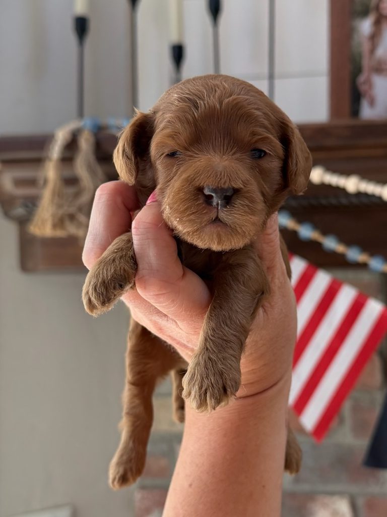 Reese's Green - Male - Mini Goldendoodle Puppy