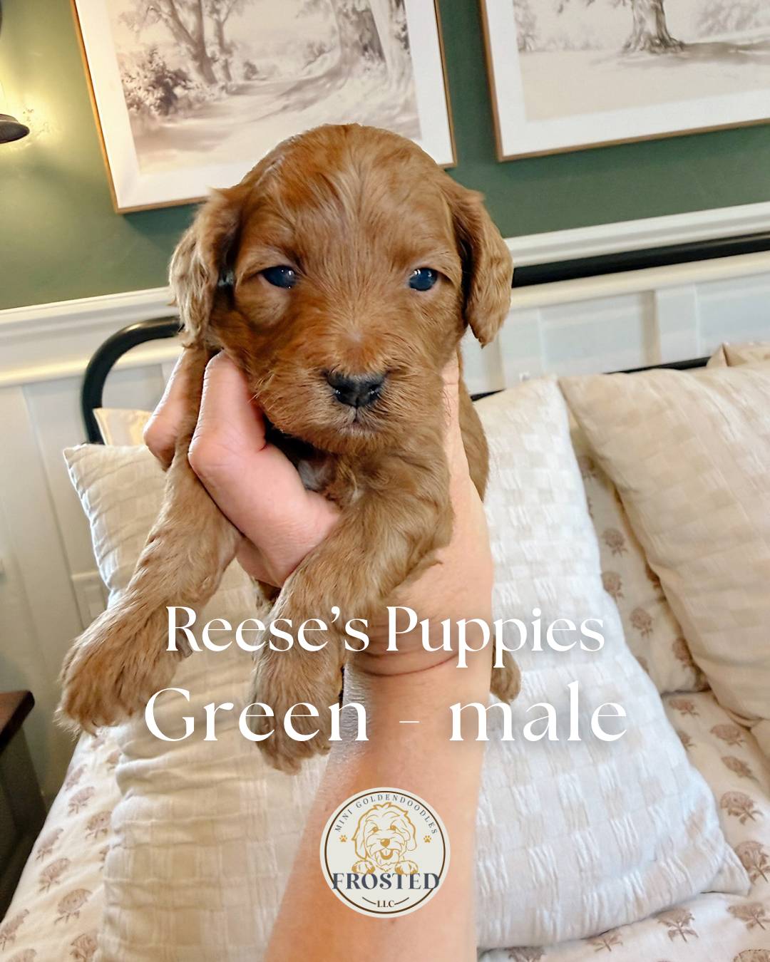 Reese's Green - Male - Mini Goldendoodle Puppy