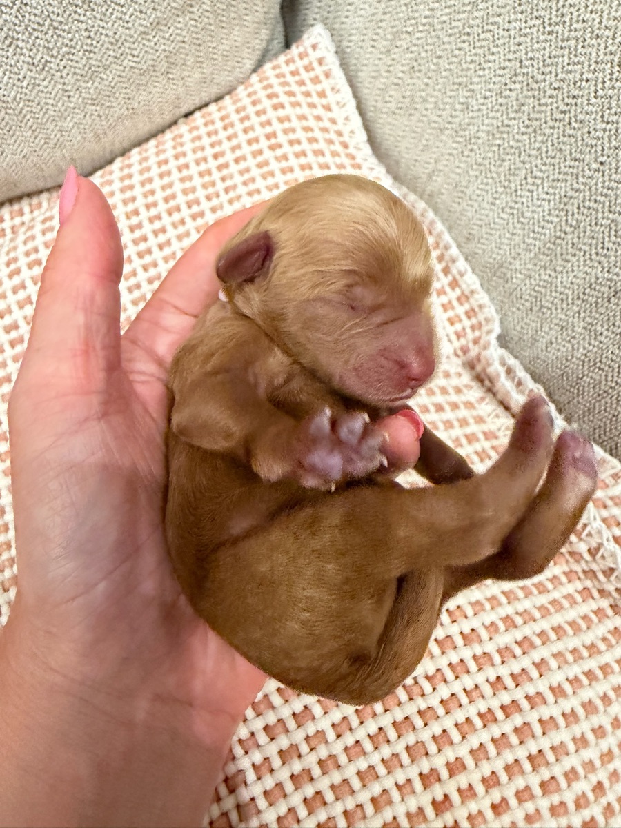 Light Purple newborn photo
