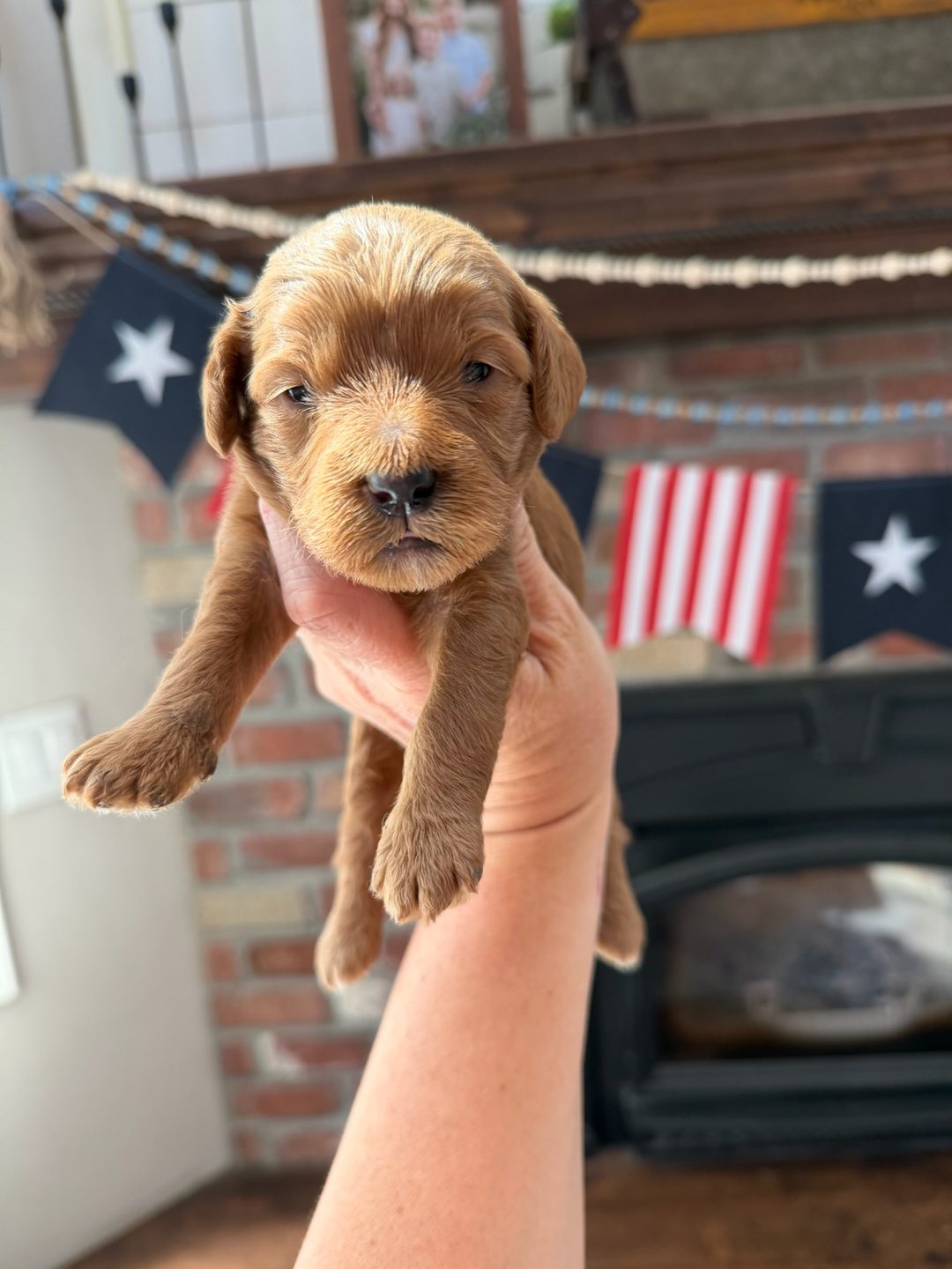 Reese's Light Purple - Female - Mini Goldendoodle Puppy