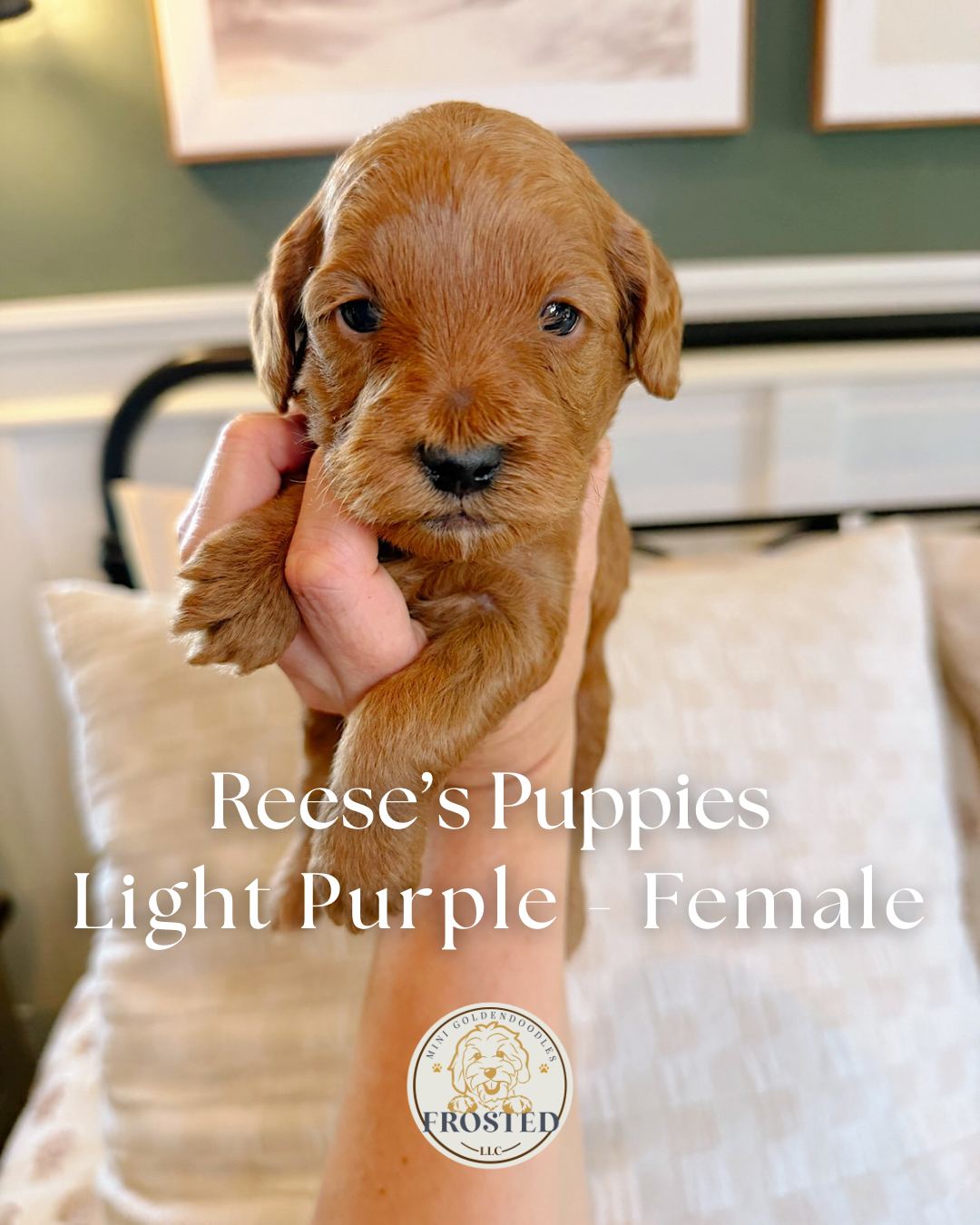 Reese's Light Purple - Female - Mini Goldendoodle Puppy