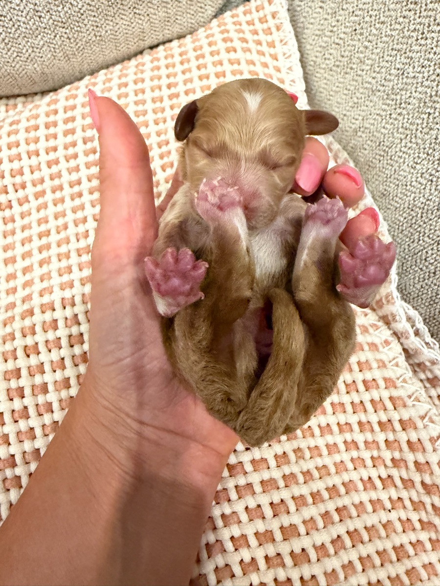 Pink newborn photo